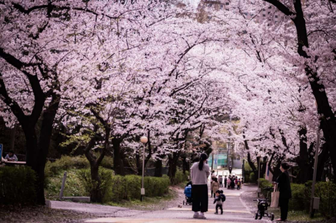 Tour Hàn Quốc giá rẻ 2